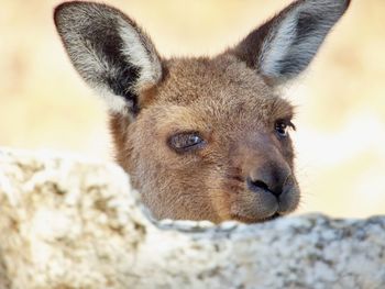 Close-up portrait of a young kangaroo 