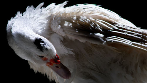 Close-up of swan