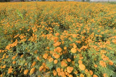 Scenic view of yellow flowering plants on field