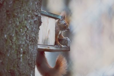 Close-up of squirrel on tree trunk