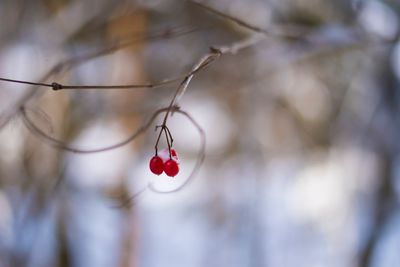 Close-up of red berries growing on tree