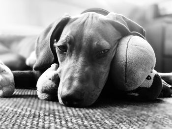 Close-up of dog sleeping at home