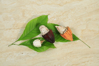 High angle view of dried leaves on table