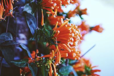 Close-up of orange flowers