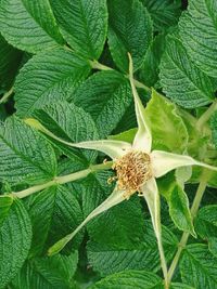 Close-up of insect on plant