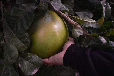 Close-up of hand holding apple