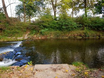 Scenic view of river stream amidst trees in forest