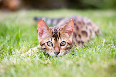 Close-up portrait of a cat