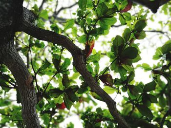 Low angle view of tree on branch