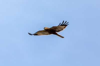 Low angle view of eagle flying in sky