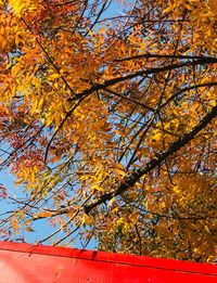 Low angle view of maple tree