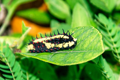 Close-up of butterfly on leaf