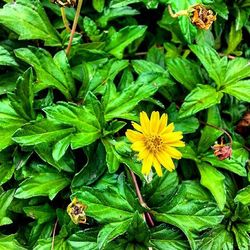 Close-up of yellow flowers