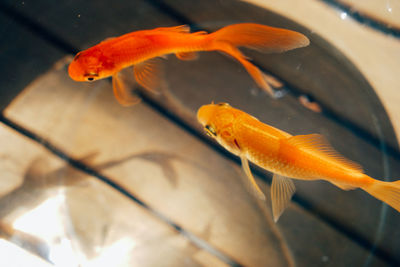 Close-up of fish swimming in bocal