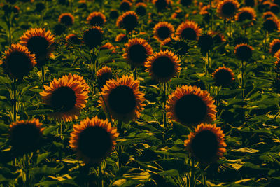 Full frame shot of sunflower field