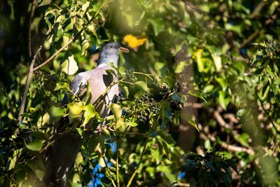 Bird perching on a tree