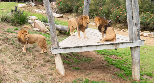View of two cats on ground