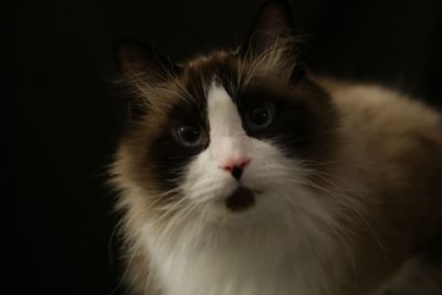 Close-up portrait of a cat