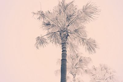 Low angle view of palm tree against clear sky