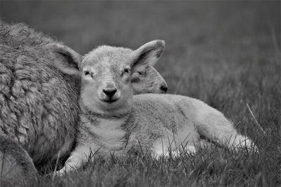 Portrait of sheep on field