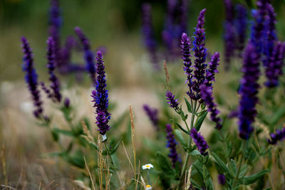 Purple sage