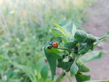 Close-up of ladybug on leaf