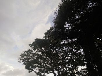 Low angle view of silhouette tree against sky