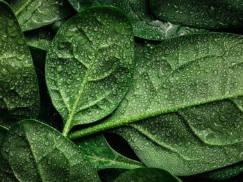 Full frame shot of leaves