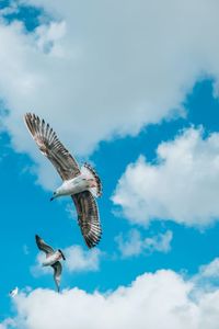 Low angle view of bird flying against sky