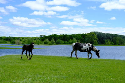 Horse standing in a field