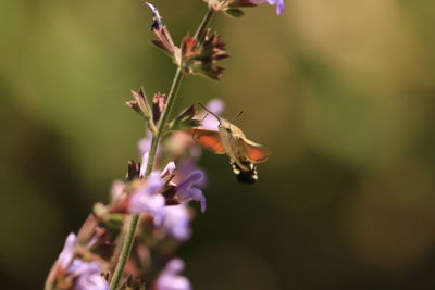 nature