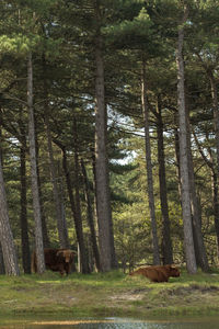 View of a forest