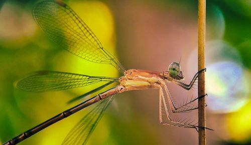 Close-up of dragonfly on plant