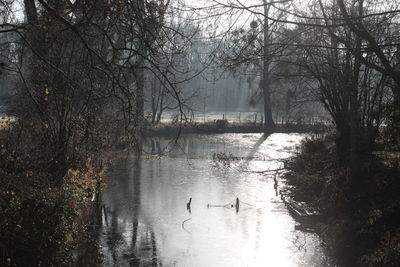 Swan swimming in lake against sky