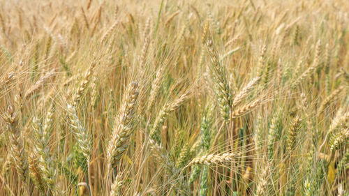 Close up barley demonstrations plot chiang mai thailand abstract background