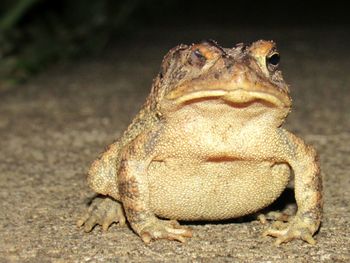 Close-up of lizard