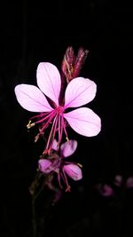 Close-up of pink flower blooming outdoors