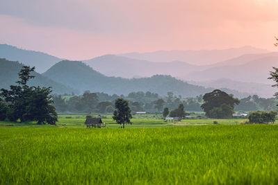 Scenic view of agricultural field against sky