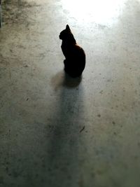 Close-up of bird on floor