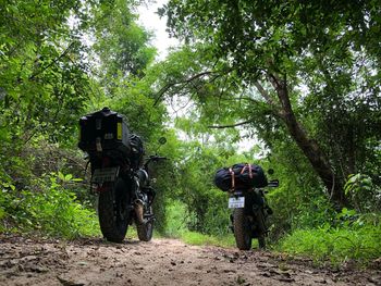 Rear view of man cycling amidst trees in forest