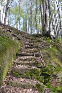 Trees growing in forest
