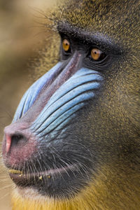 Close-up portrait of a monkey