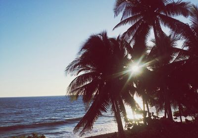 Palm trees on beach against sky during sunset