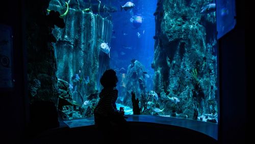 Silhouette of boy sitting in aquarium