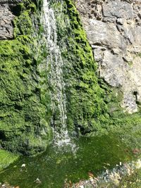 Moss growing on rock in forest