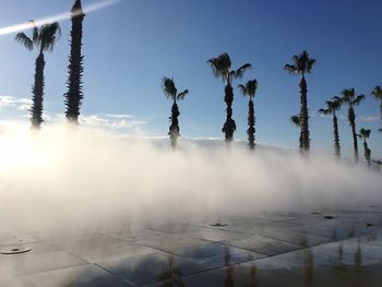 Panoramic shot of palm trees on land against sky