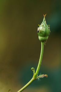 Close-up of green plant