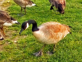 Flock of birds on grass