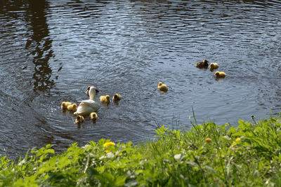 Swans swimming in lake