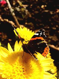 Close-up of butterfly on yellow flower